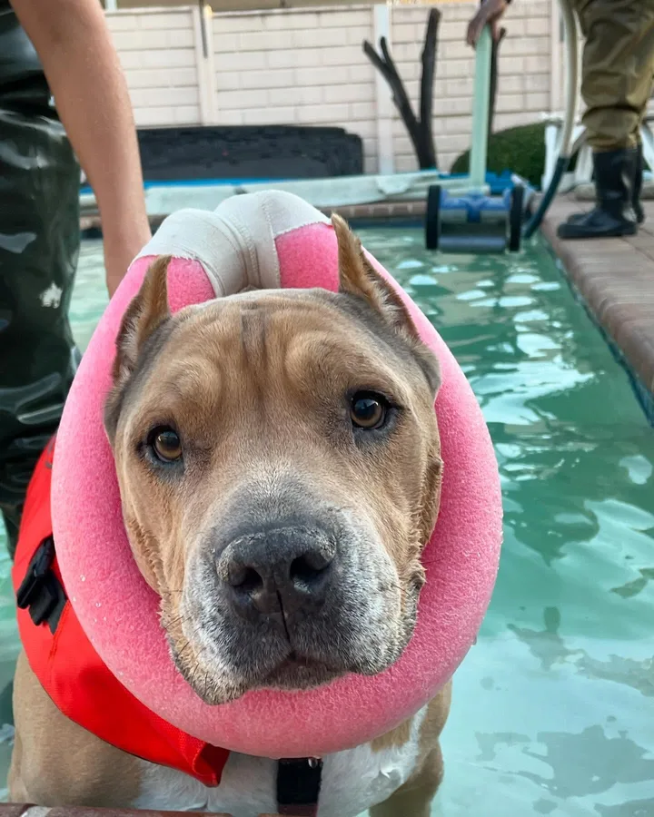 Dog swimming with a recovery collar